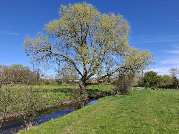Picture of Pickering Evening Walk